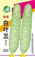 白叶三黄瓜